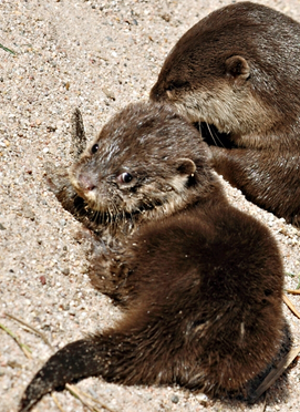 Respiratory System - The North American River Otter Resource