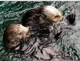 Respiratory System - The North American River Otter Resource